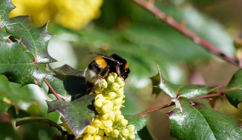 Insectes auxiliaires de nos jardins