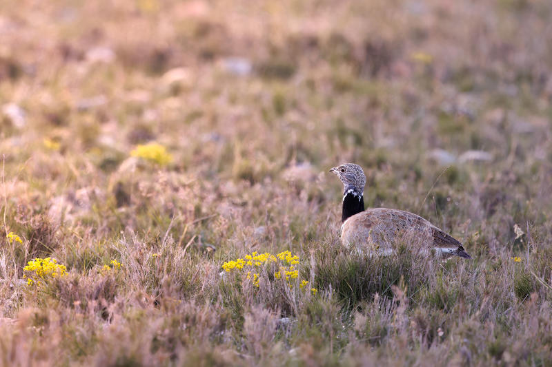 Semaine de la randonnée : les Coussouls de Crau