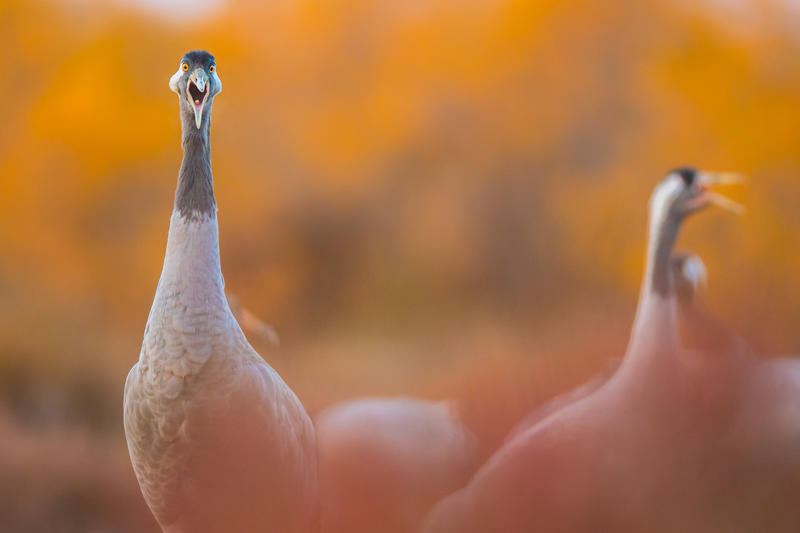 Le lever des grues cendrées