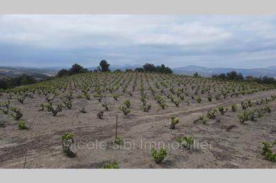 Terrain - 17 200 m²