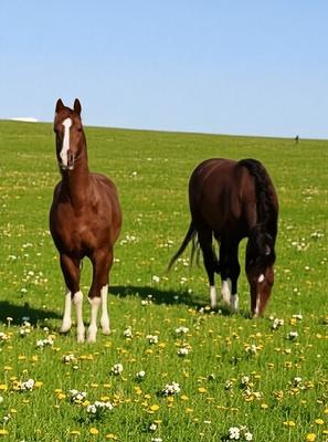 Ferme - 245 m² - 8 pièces