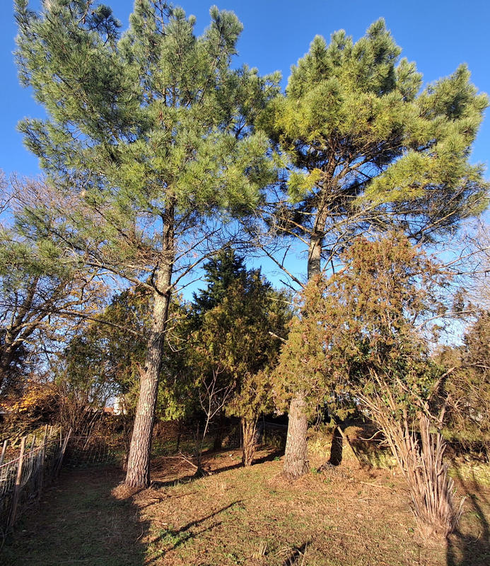 Maison - 118 m² - 5 pièces