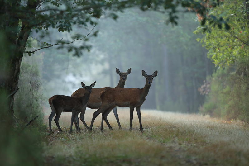 Projection Joël Geffray et Rémi Lepinay &quot;La vie sauvage à deux pas de chez nous&quot;