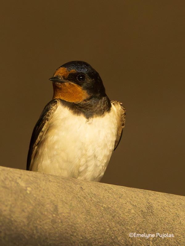 À la découverte des espèces d'oiseaux de nos parcs et jardins