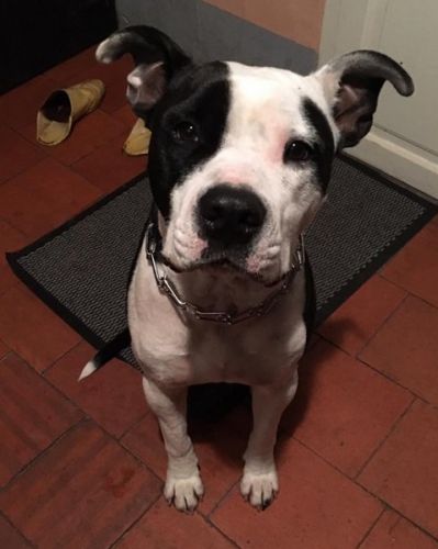 Anigarde services animaliers