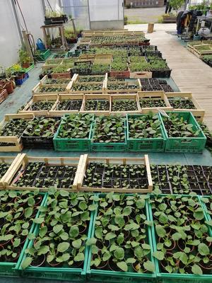 J'apprends à faire mes semis de légumes