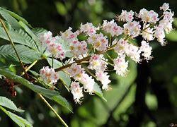 Atelier fleurs de Bach : l'hypersensibilité à fleur de peau