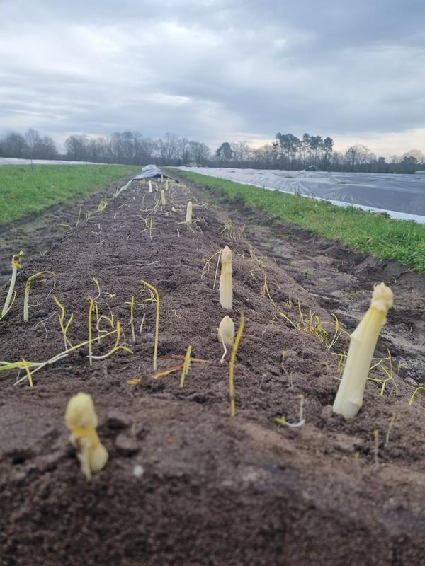 Savez-vous récolter les asperges ?