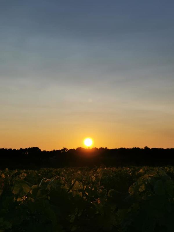 Pâques en vignes au Château Haut- Claverie