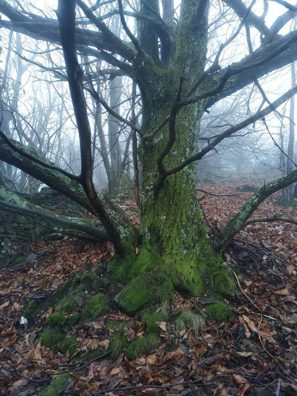 Terrain agricole - 12 330 m²