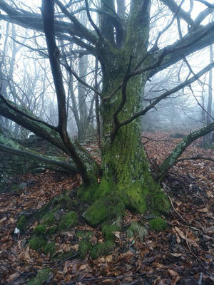 Terrain agricole - 12 330 m²