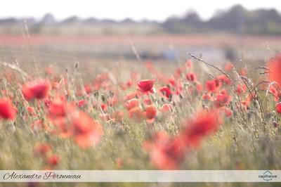 Terrain constructible - 1 137 m²