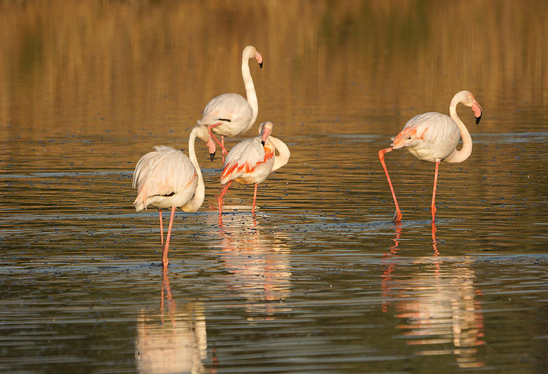 Éco-balade : Rassuen, refuge d'oiseaux entre ciel et étang