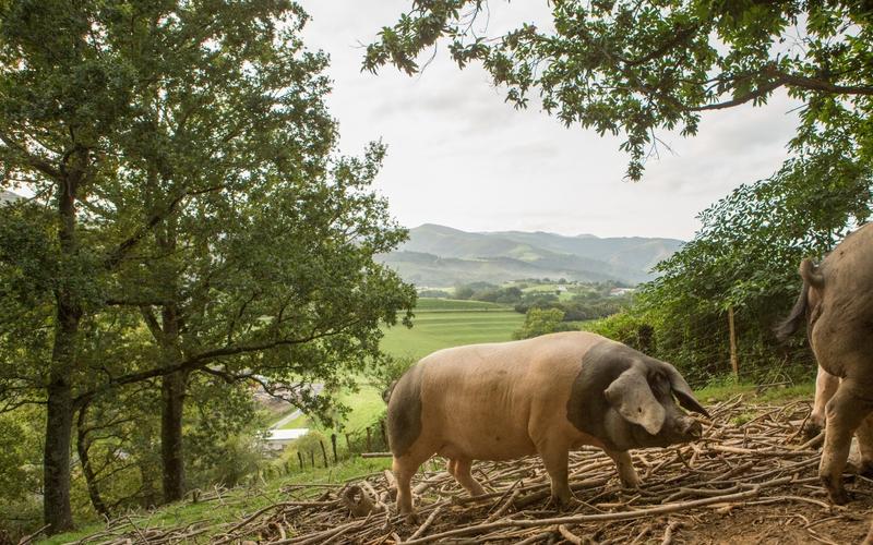 Sortie nature Cpie Pays Basque : "Le porc Kintoa"