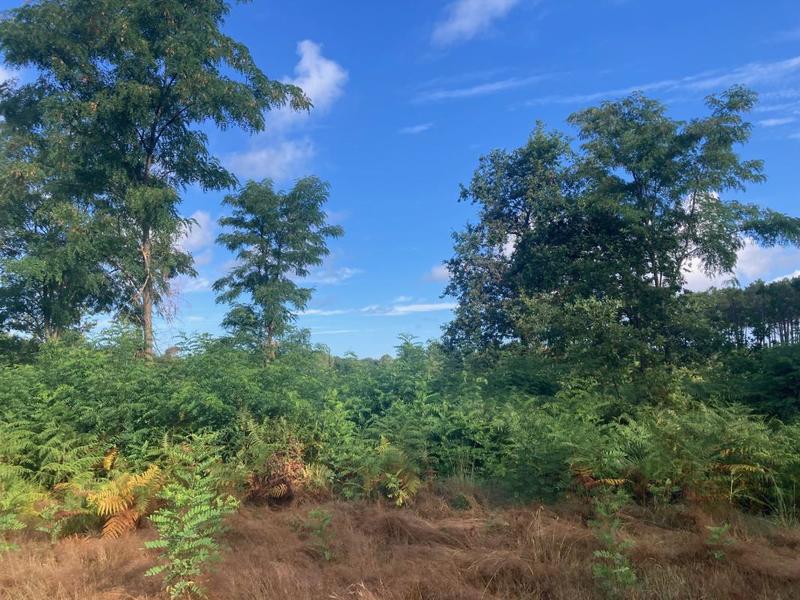 Terrain constructible - 800 m²