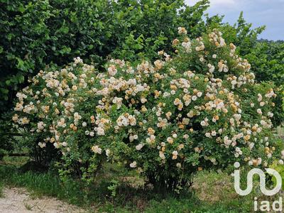 Maison de campagne - 100 m² - 5 pièces