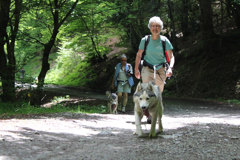 Randonner avec un chien nordique à Oloron Sainte-Marie