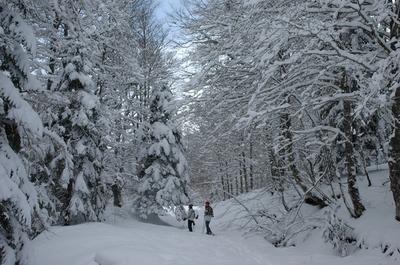 Randonnée hivernale sur les traces de la faune sauvage