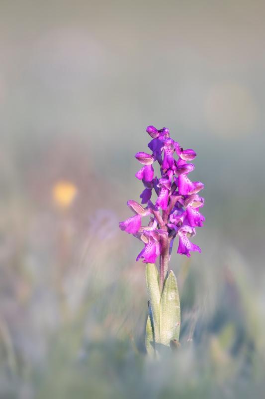 Itinérance botanique, à la découverte des Orchidées indigènes