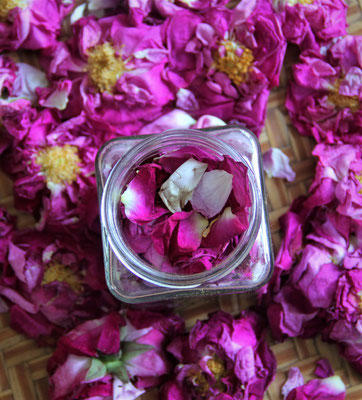 Ateliers-cueillettes de plantes sauvages