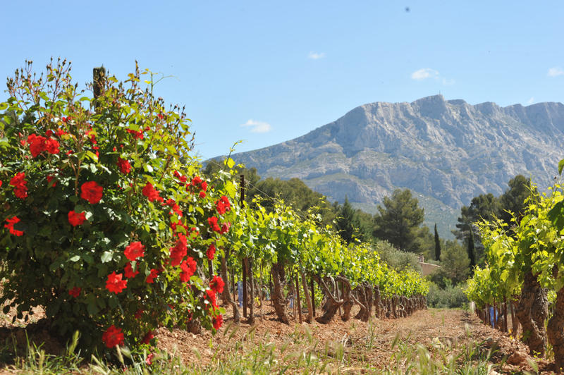 Zoom sur Aoc Palette - Cuvée Quintessence  au Château Henri Bonnaud