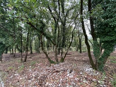 Terrain de loisirs - 16 353 m²