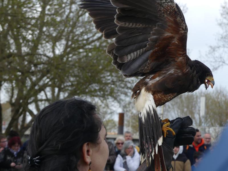 Fête des rapaces et "Spectacle de fauconnerie" à Terres d'Oiseaux