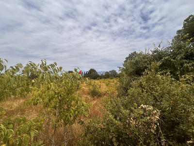 Terrain agricole - 5 000 m²