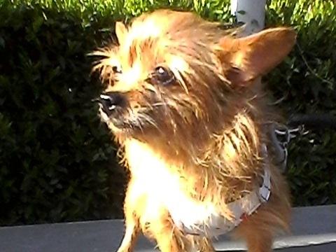 Toilettage Toutouchic