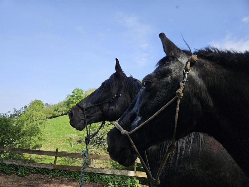 Stage : Ethologie et Equifeel