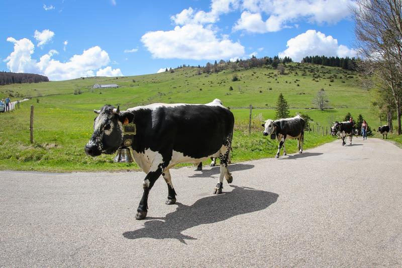 Transhumance avec la ferme auberge Buchwald