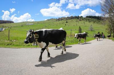 Transhumance avec la ferme auberge Buchwald