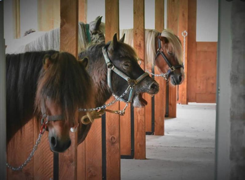 les P'tits cavaliers - animations vacances de Pâques