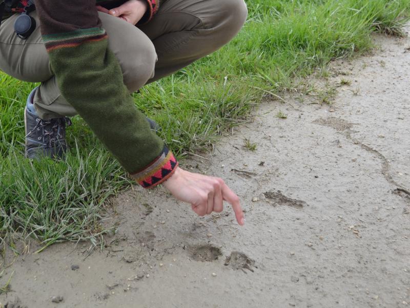 Sur les traces des Animaux à Terres d'Oiseaux