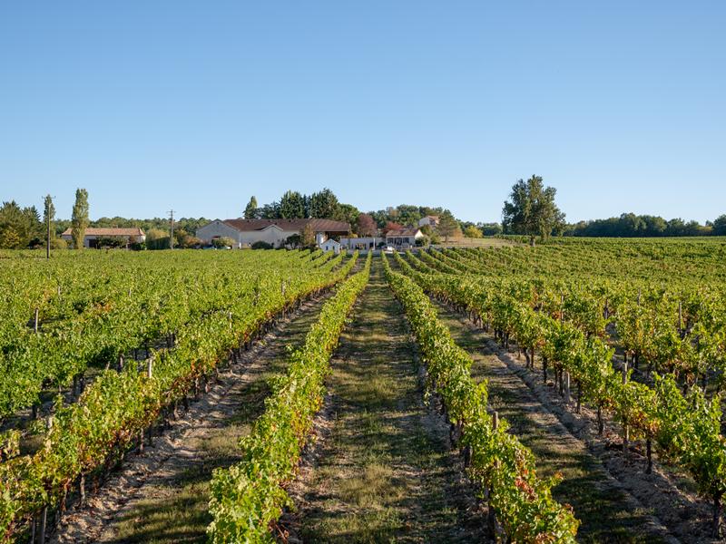 Tour du domaine et dégustation au Domaine du Grand Mayne
