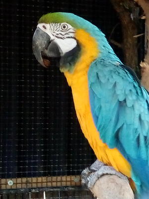 Jardin animalier de Mialet