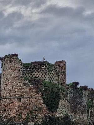 Observation des cigognes et autres hivernants du marais