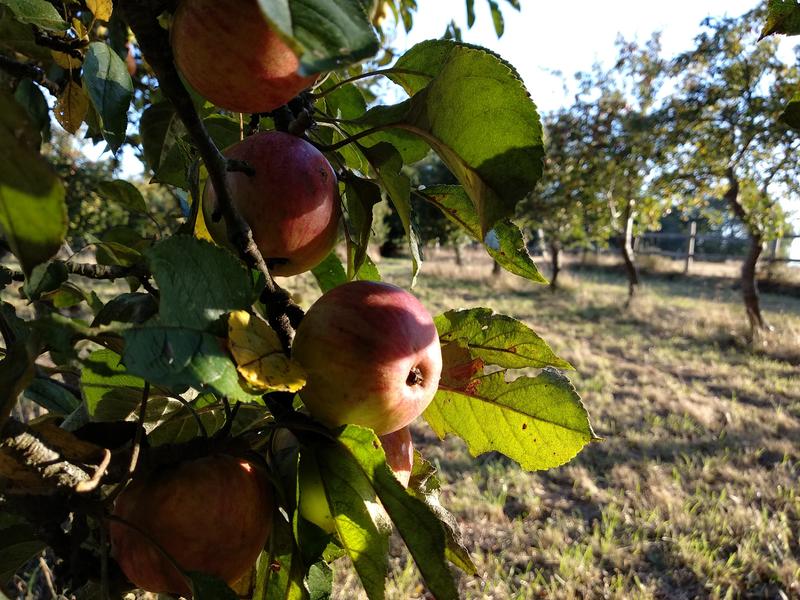 Cidrerie de l'Apothicaire
