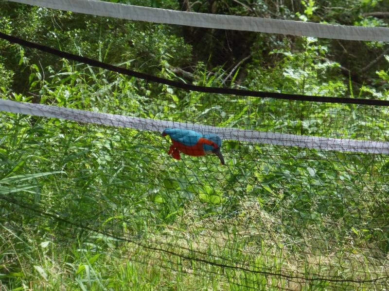 Dans la peau d'un bagueur à Terres d'Oiseaux