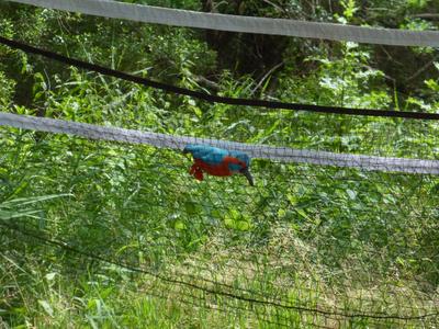 Dans la peau d'un bagueur à Terres d'Oiseaux