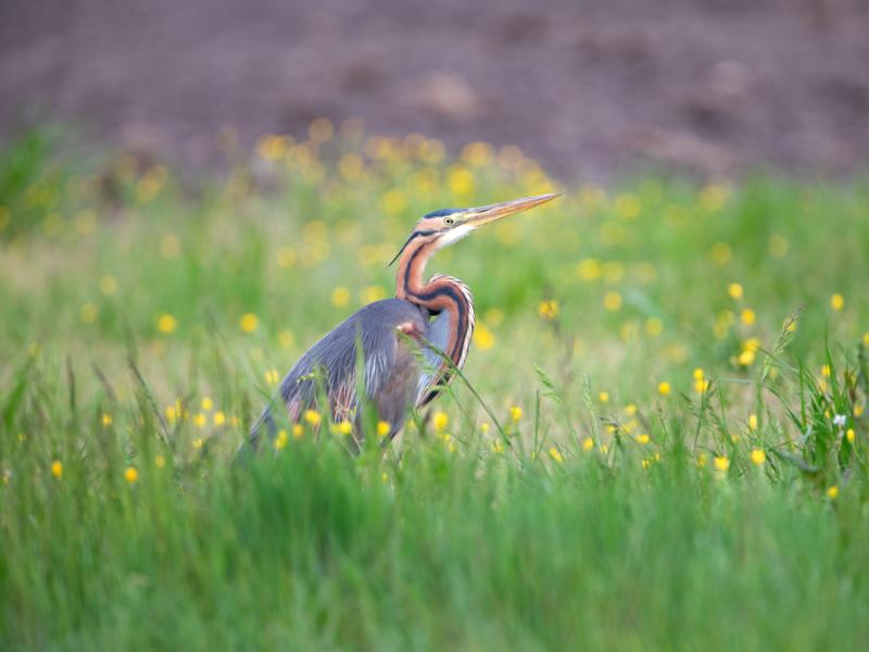 Sortie Natura 2000 "Les 4 Fantastiques" : a la découverte des oiseaux migrateurs
