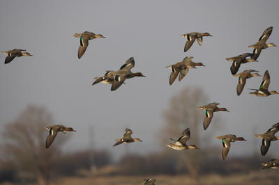 Les oiseaux du marais