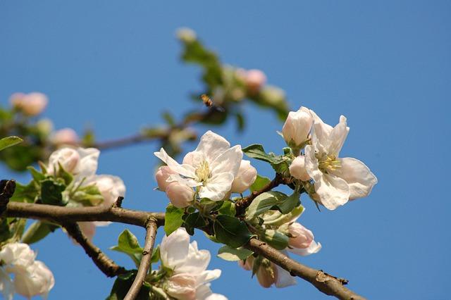 Initiation au greffage avec le Foyer Rural
