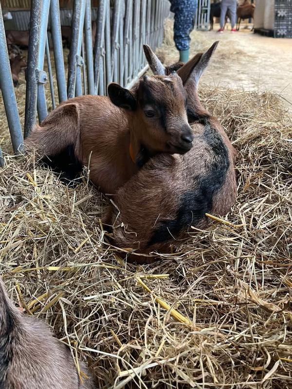 Visite savoir-faire - la chèvrerie de l'Ailly