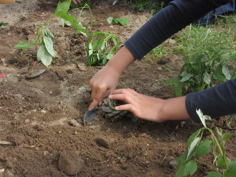 Atelier plantes aromatiques (1 à 3 ans)