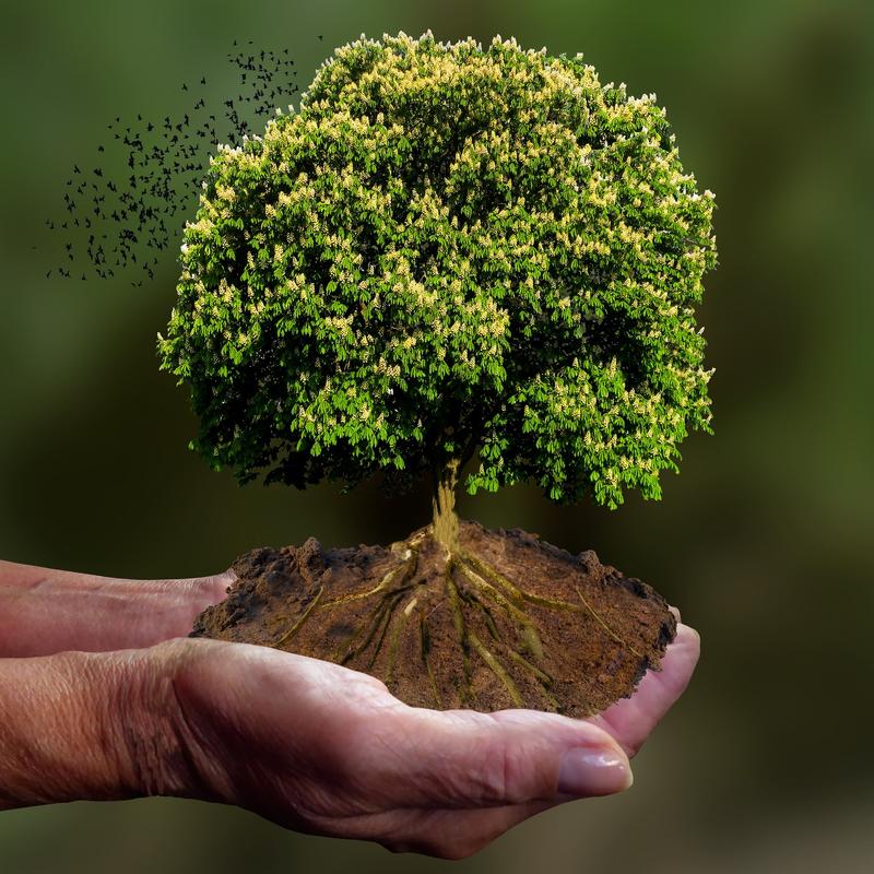 Stage d’initiation à la sylvothérapie  – Châteaux en fête