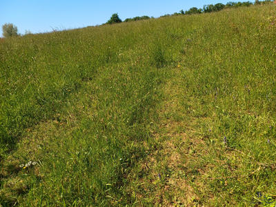 Terrain agricole - 7 120 m²