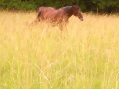 Tournon autour du Cheval