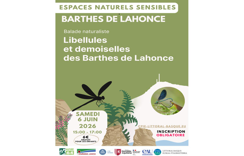 Sortie nature : Libellules et demoiselles des barthes