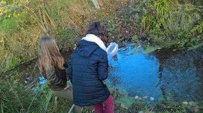 Petites bêtes aquatiques